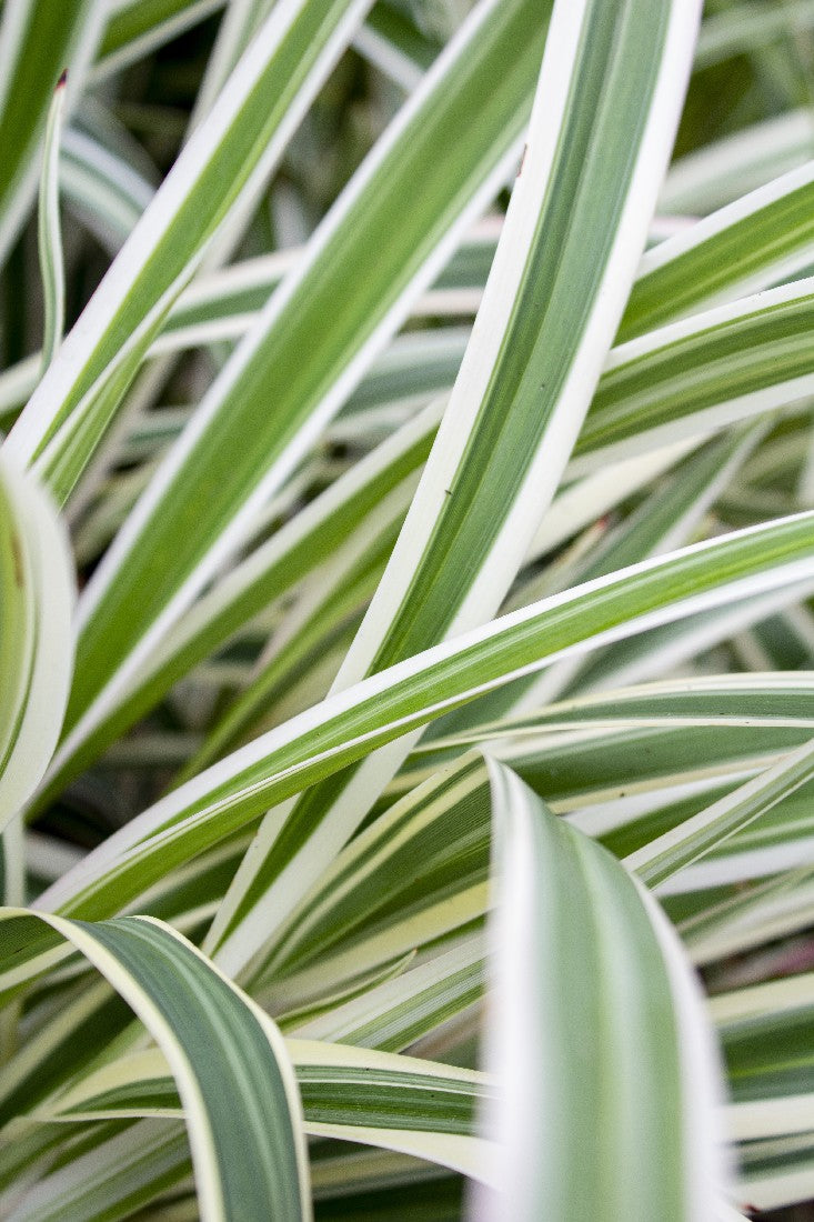 DIANELLA REVOLUTA SILVER STREAK 140MM - Avalon Nursery
