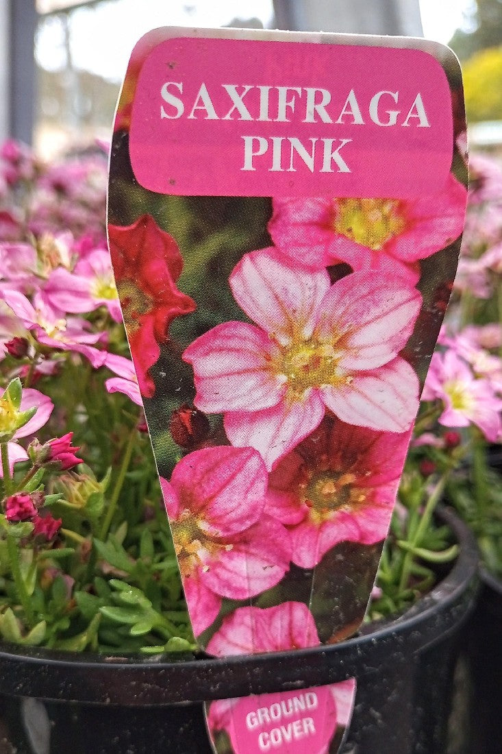 SAXIFRAGA PINK 140MM