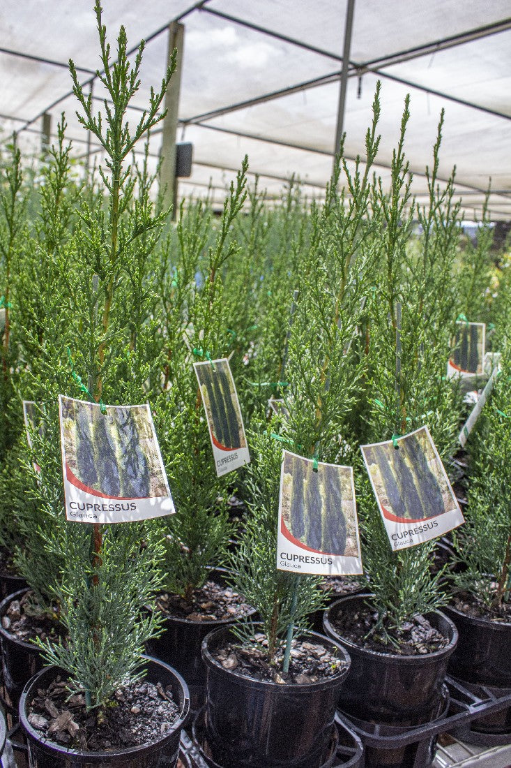 CUPRESSUS SEMPERVIRENS GLAUCA PENCIL PINE 140MM