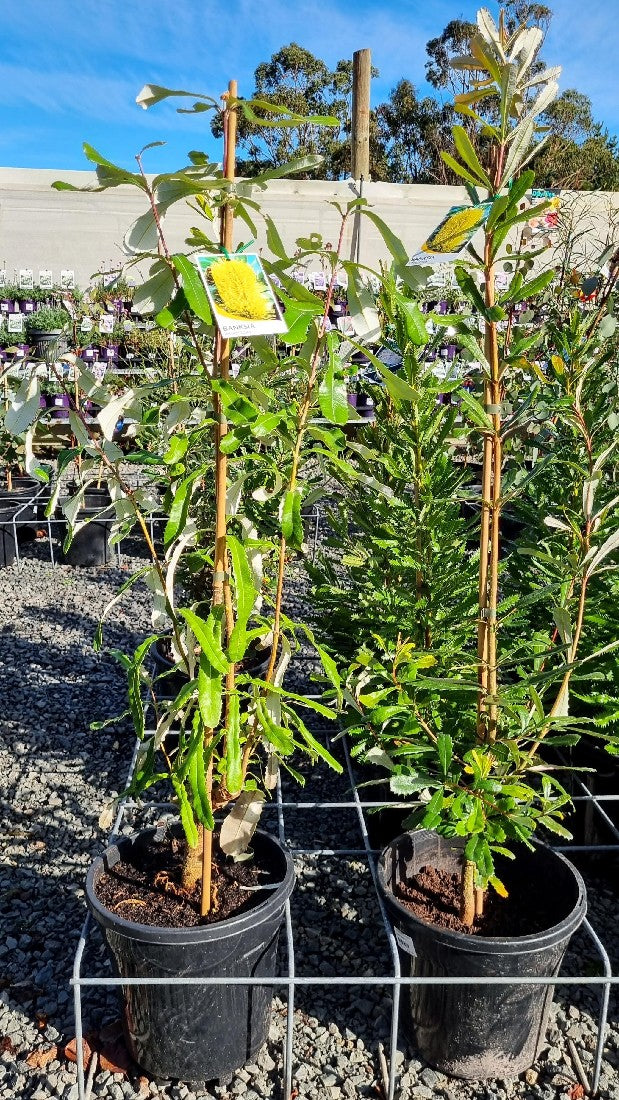 BANKSIA INTEGRIFOLIA 250MM