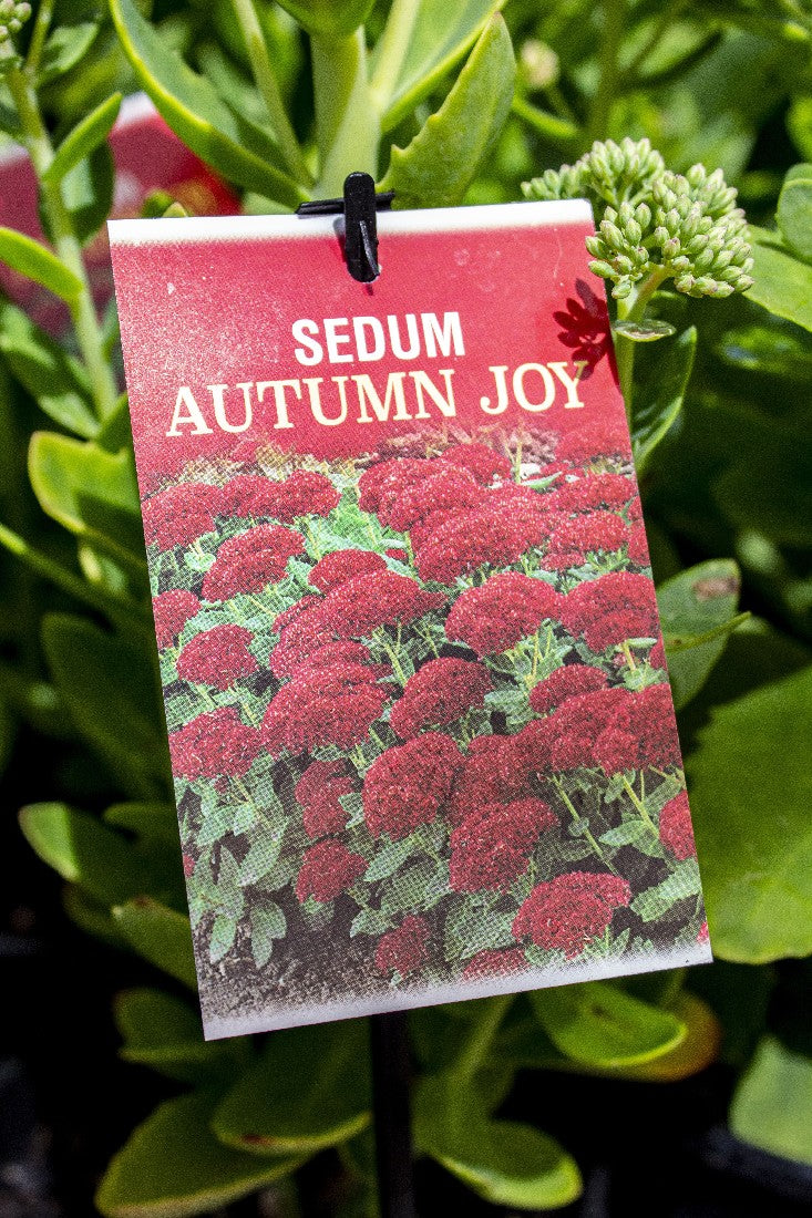 SEDUM AUTUMN JOY 140MM