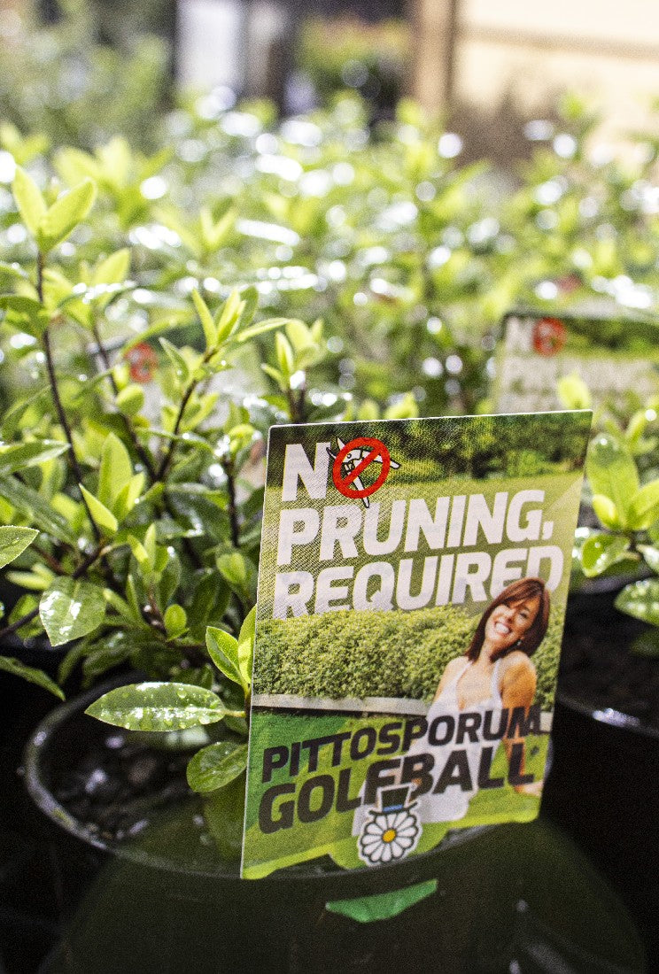 PITTOSPORUM GOLFBALL 140MM - Avalon Nursery