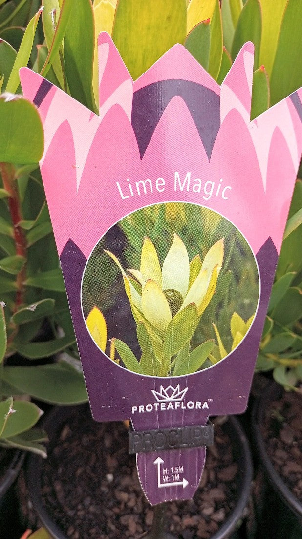 LEUCADENDRON LIME MAGIC 140MM