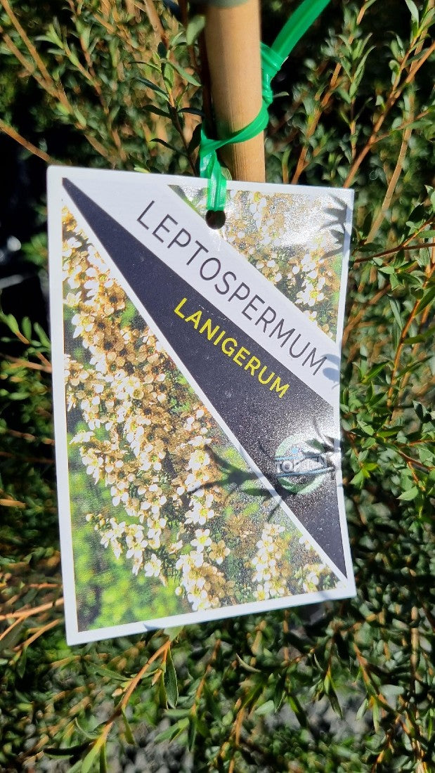 LEPTOSPERMUM LANIGERUM WOOLLY TEA TREE 250MM