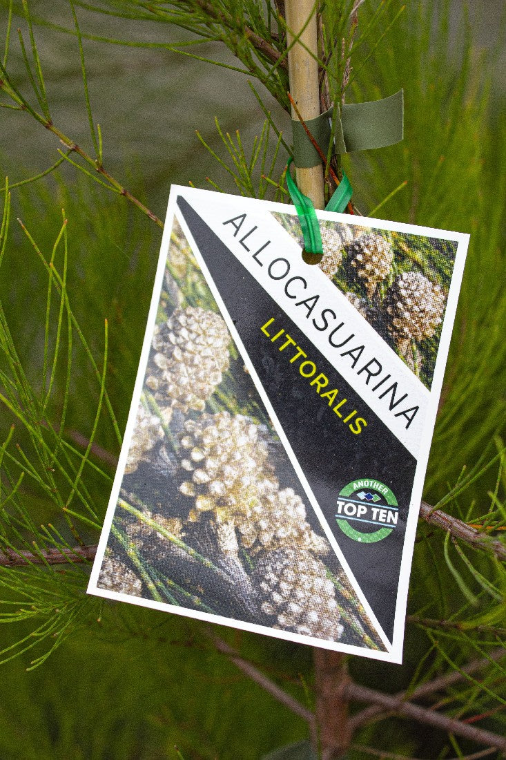 ALLOCASUARINA LITTORALIS BLACK SHEOAK 140MM