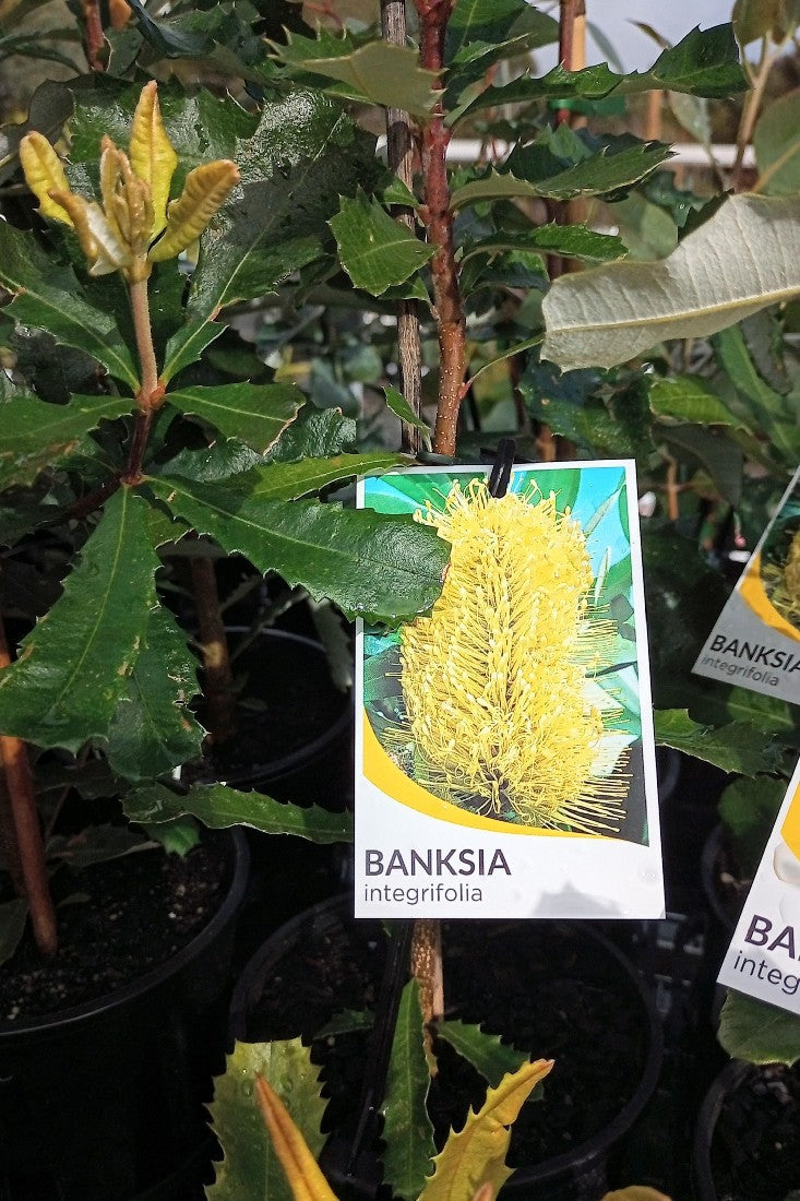 BANKSIA INTEGRIFOLIA 140MM