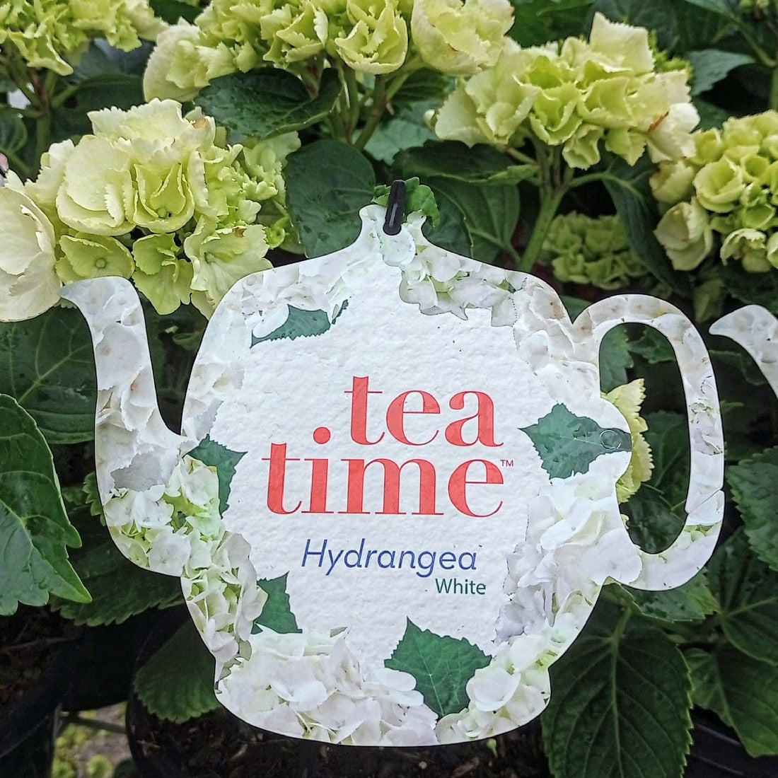 HYDRANGEA MACROPHYLLA TEA TIME WHITE 200MM