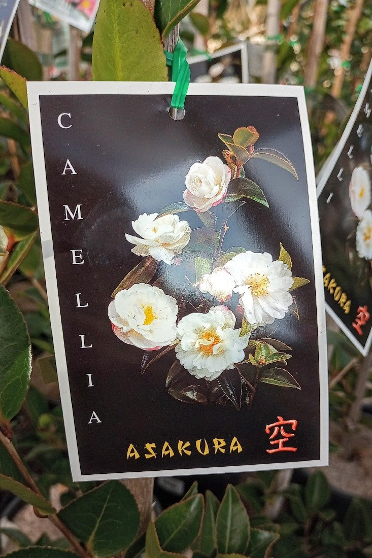 CAMELLIA ASAKURA 200MM