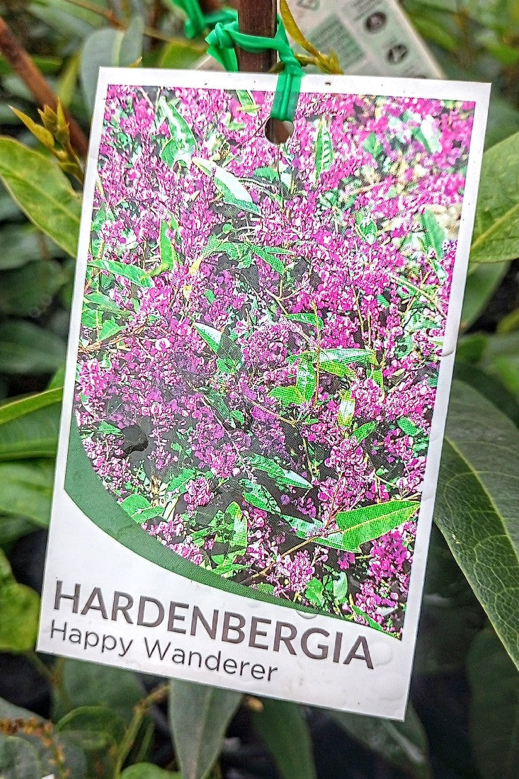 HARDENBERGIA HAPPY WANDERER 140MM