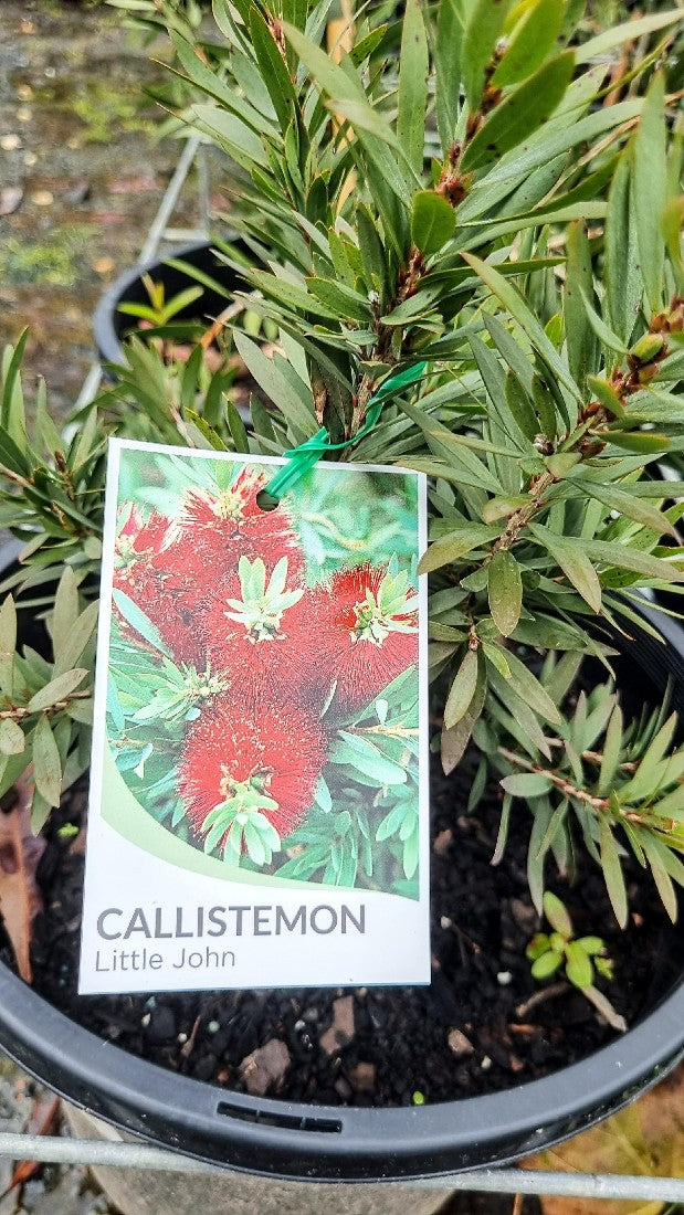 CALLISTEMON LITTLE JOHN 250MM