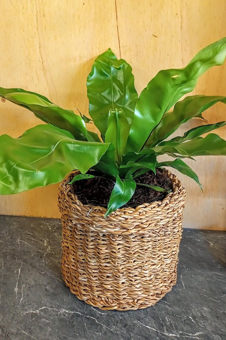 AUSTRALIAN BIRDS NEST FERN 200MM