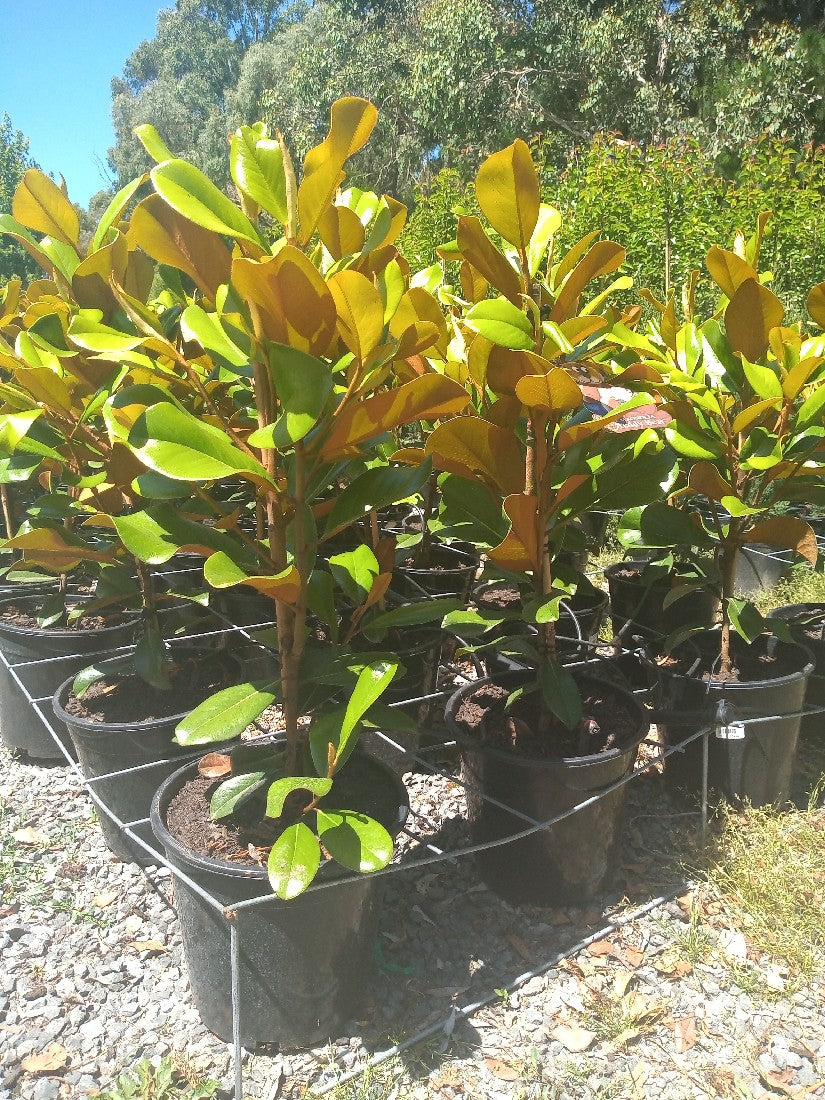 MAGNOLIA GRANDIFLORA TEDDY BEAR 250MM