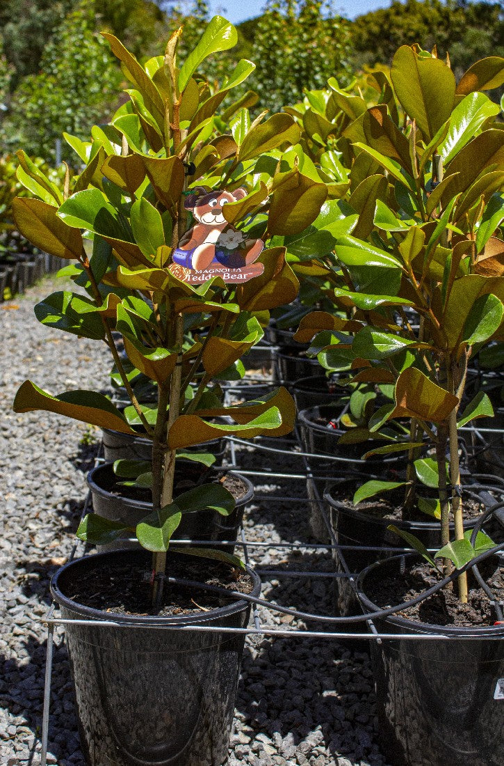 MAGNOLIA GRANDIFLORA TEDDY BEAR 250MM