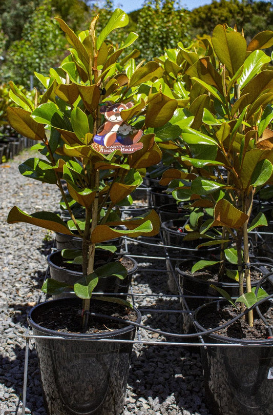 MAGNOLIA GRANDIFLORA TEDDY BEAR 250MM