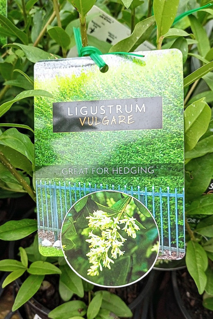 LIGUSTRUM VULGARE 140MM