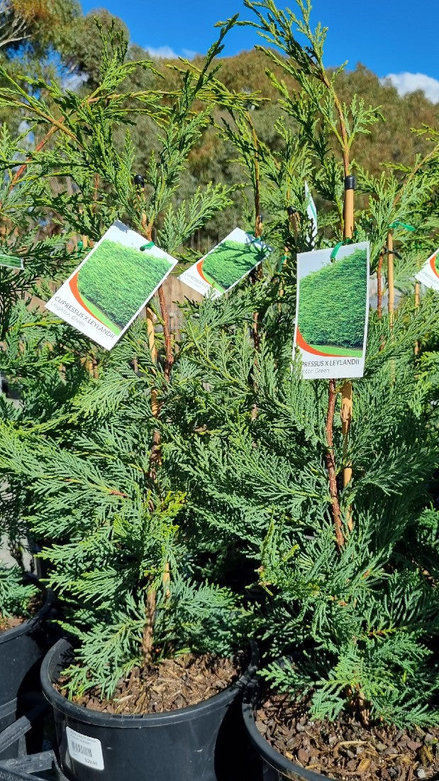 CUPRESSUS x LEYLANDII LEIGHTON GREEN 200MM
