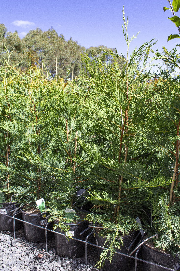 CUPRESSUS x LEYLANDII LEIGHTON GREEN 200MM