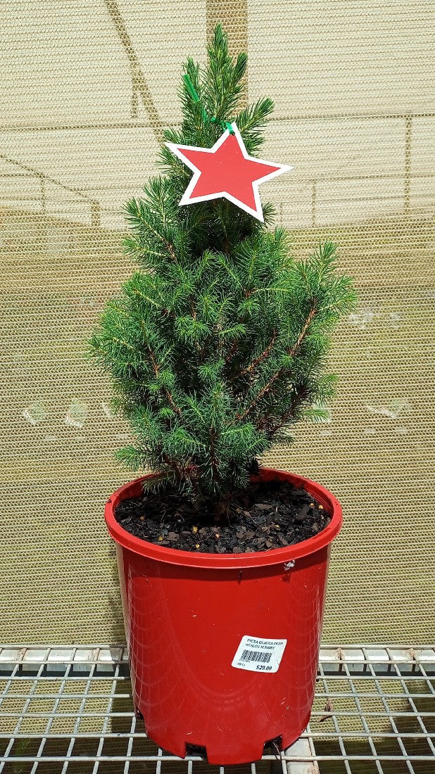 PICEA GLAUCA CHRISTMAS STAR 200MM