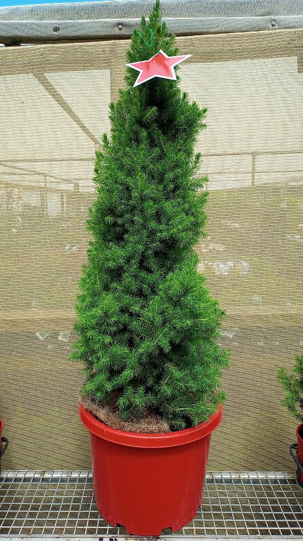 PICEA GLAUCA CHRISTMAS STAR 330MM