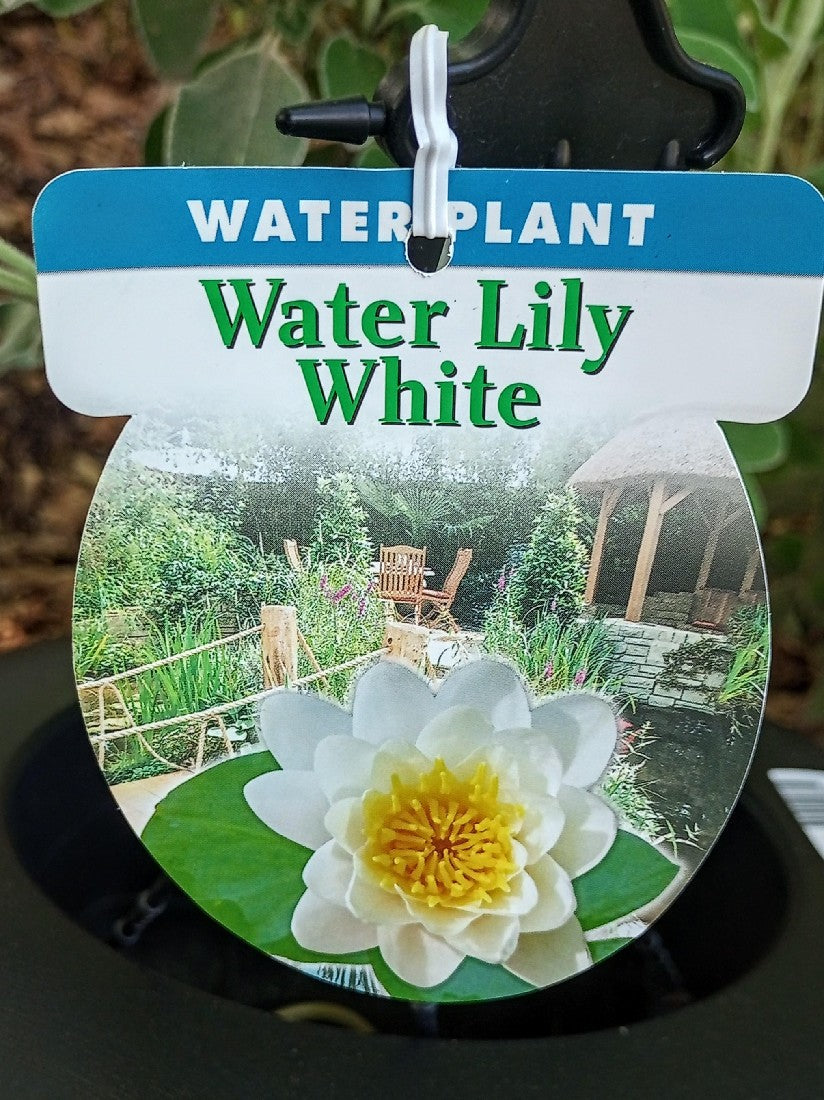 NYMPHAEA WATER LILY WHITE 200MM