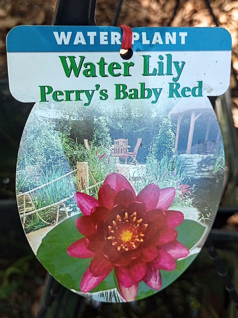 NYMPHAEA WATER LILY PERRY'S BABY RED 200MM