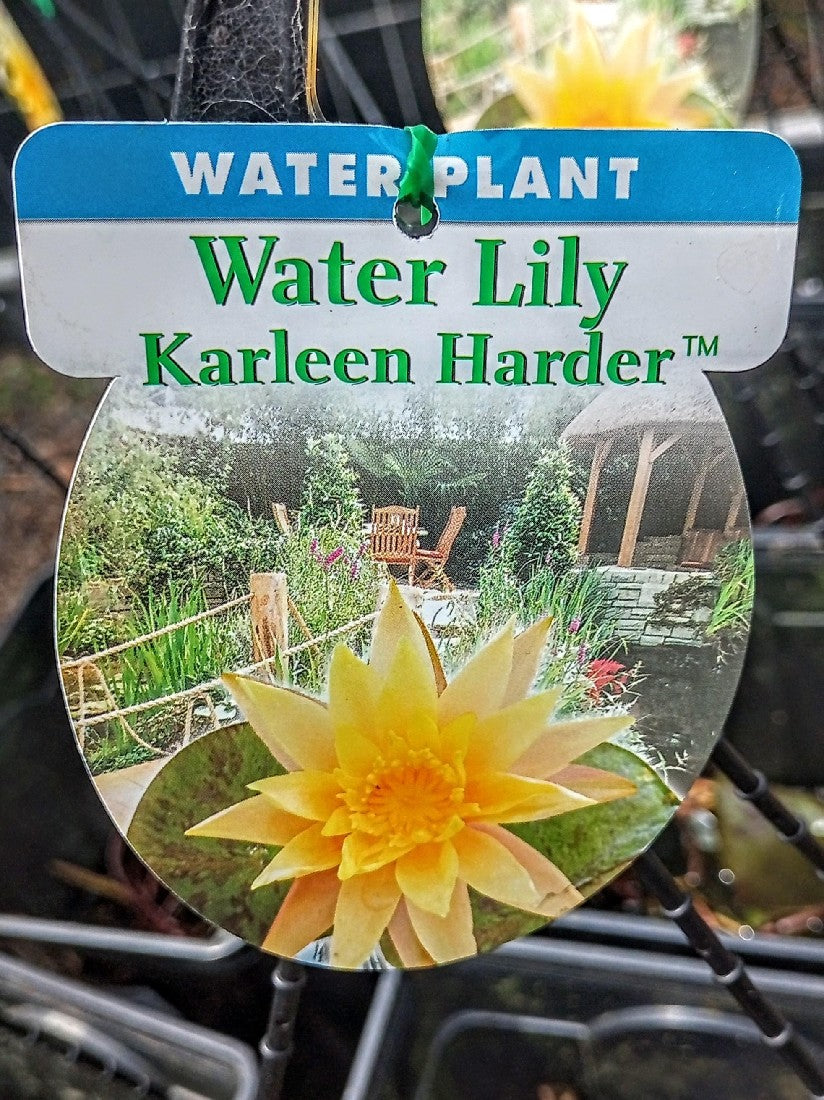 NYMPHAEA PREMIUM WATER LILY KARLEEN HARDER 200MM