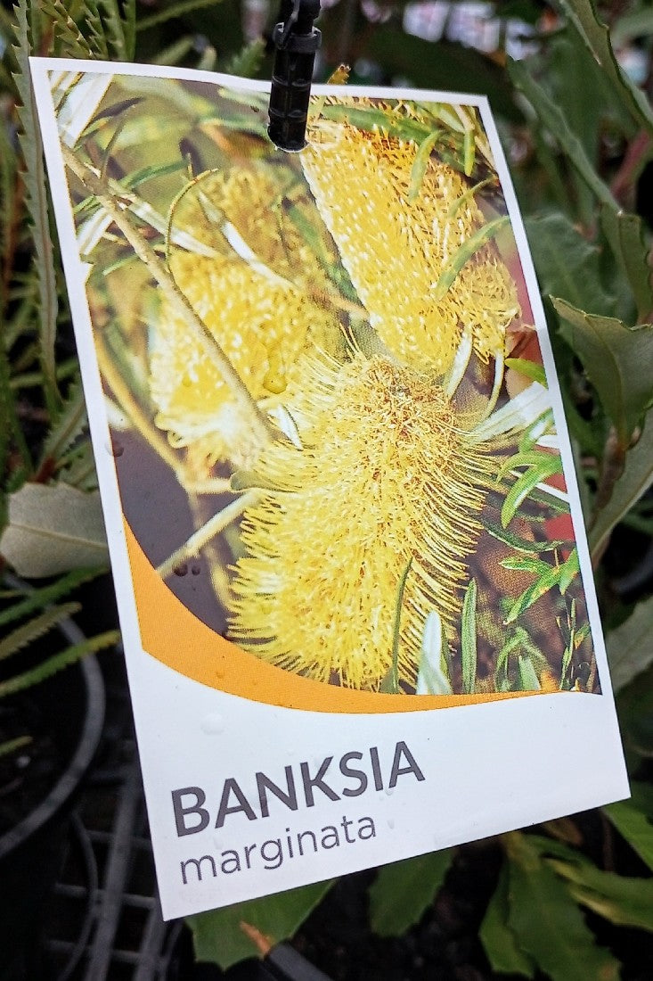 BANKSIA MARGINATA 250MM