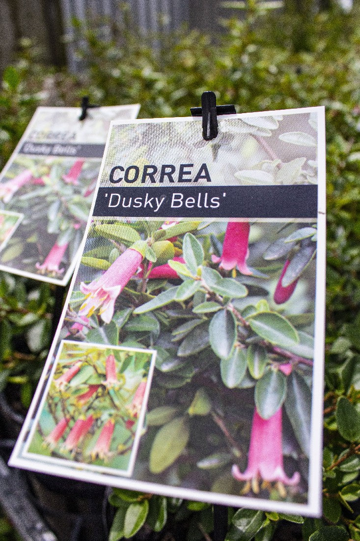 CORREA DUSKY BELLS 125MM
