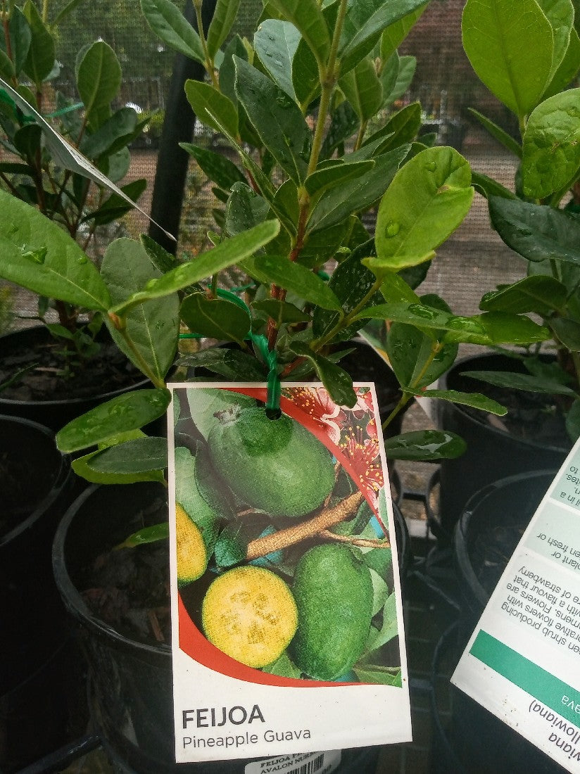 FEIJOA SELLOWIANA PINEAPPLE GUAVA 140MM - Avalon Nursery