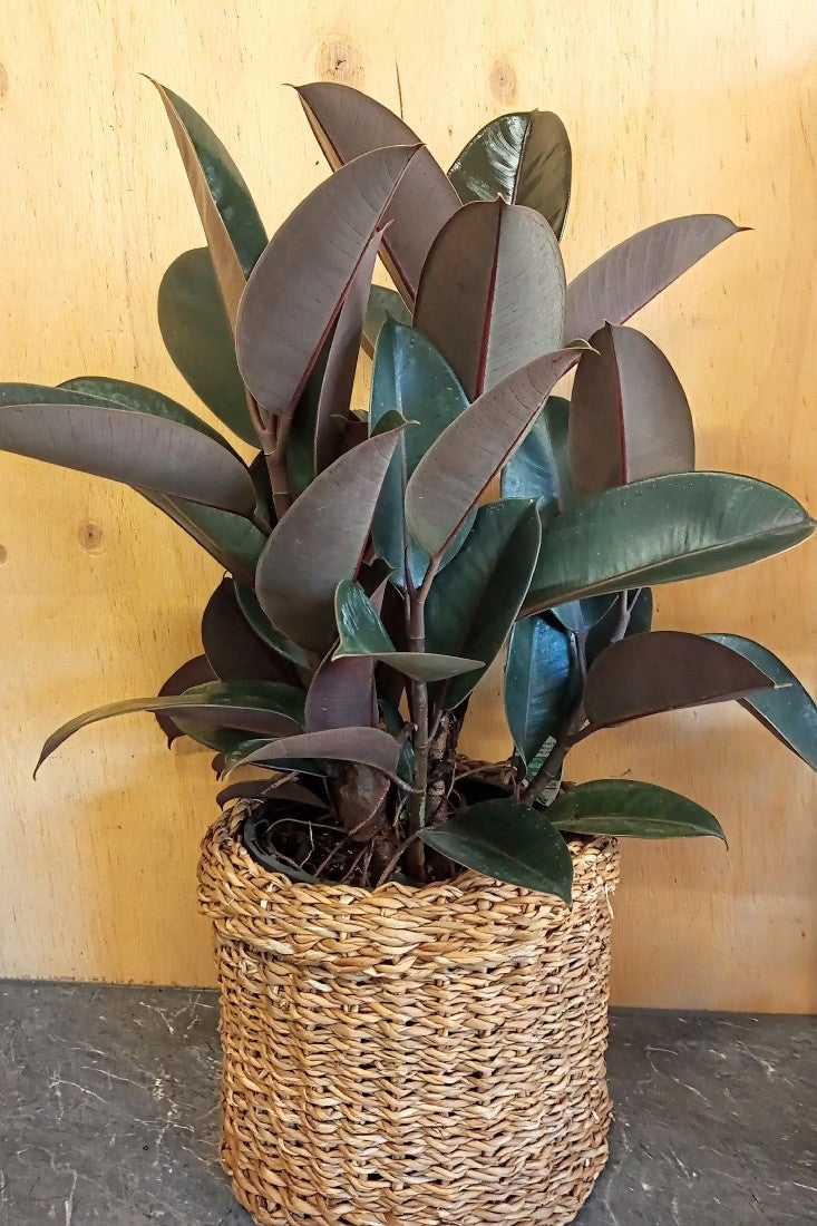 FICUS BURGUNDY 200MM