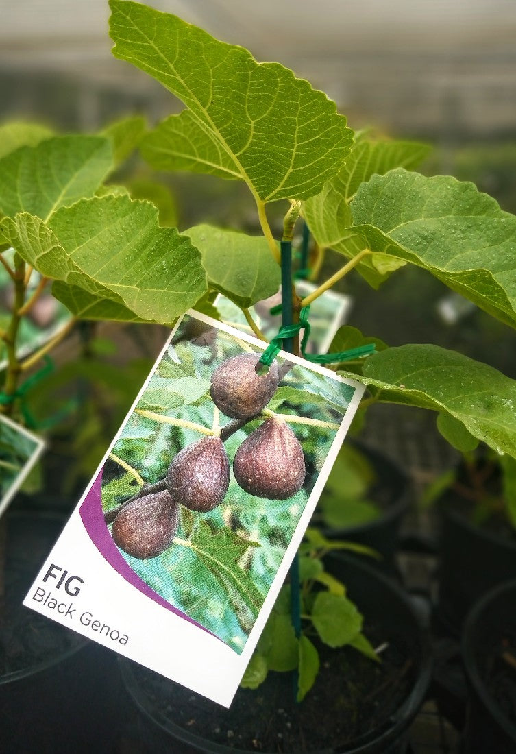 FICUS CARICA - BLACK GENOA FIG 140MM - Avalon Nursery