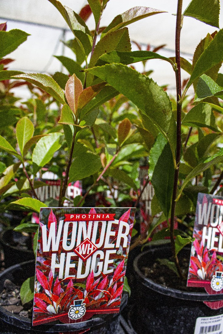 PHOTINIA WONDER HEDGE 140MM