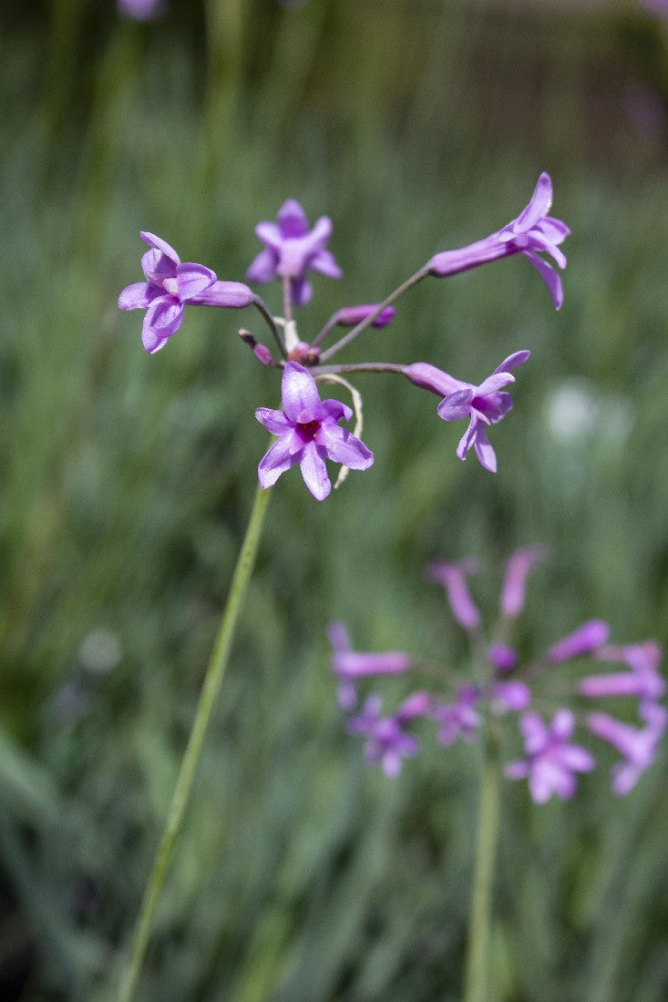 TULBAGHIA SOCIETY GARLIC 140MM