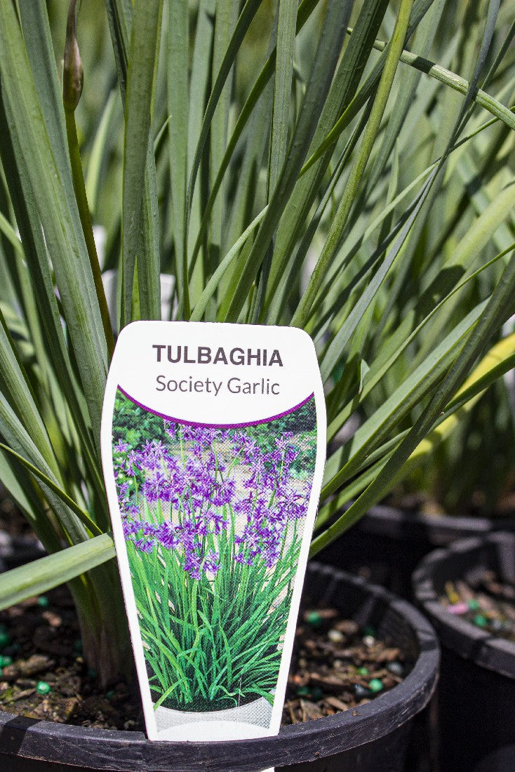 TULBAGHIA SOCIETY GARLIC 140MM