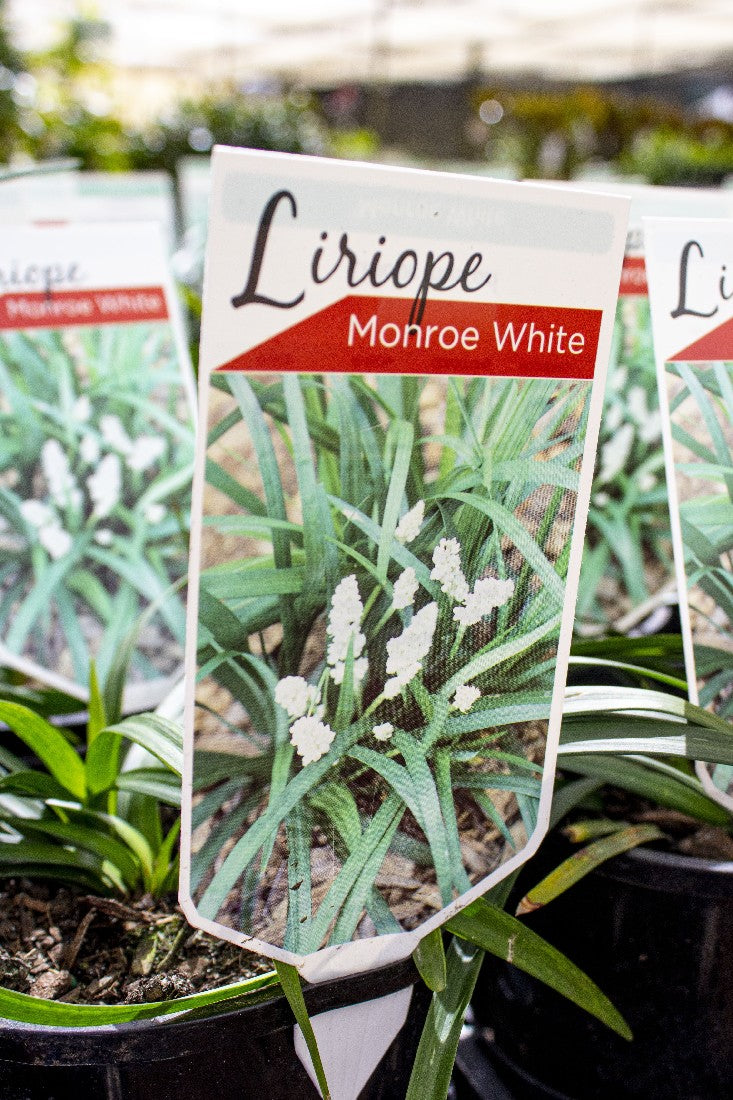 LIRIOPE MONROE WHITE 140MM 2