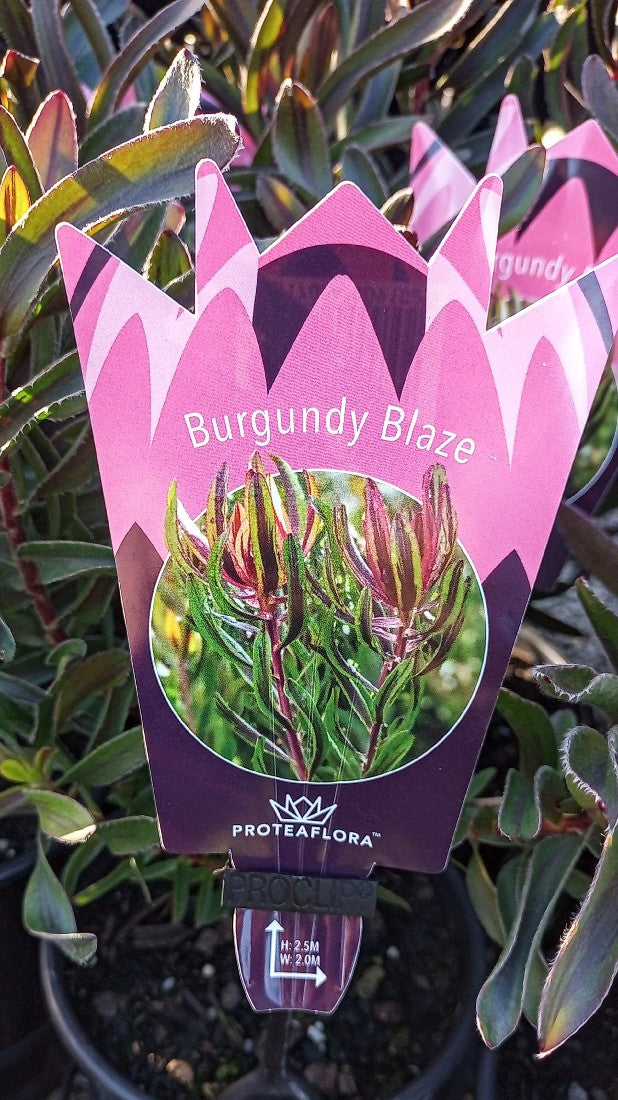 LEUCADENDRON BURGUNDY BLAZE 140MM