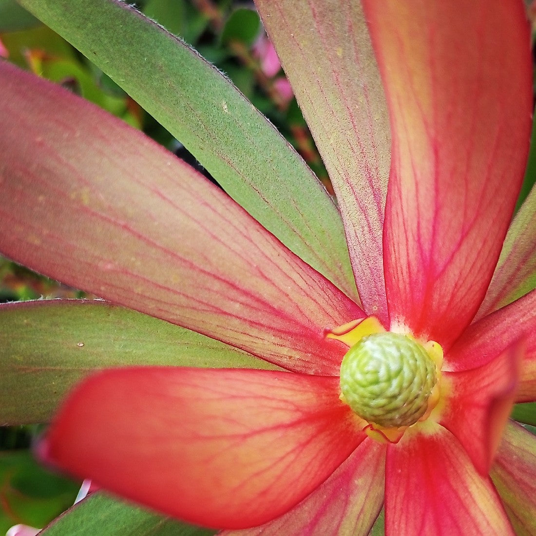 LEUCADENDRON SAFARI SUNSET 140MM