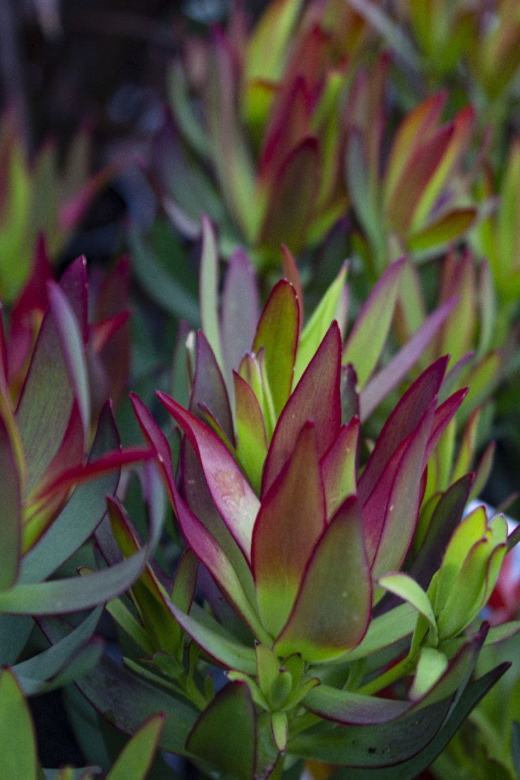 LEUCADENDRON SAFARI SUNSET 140MM