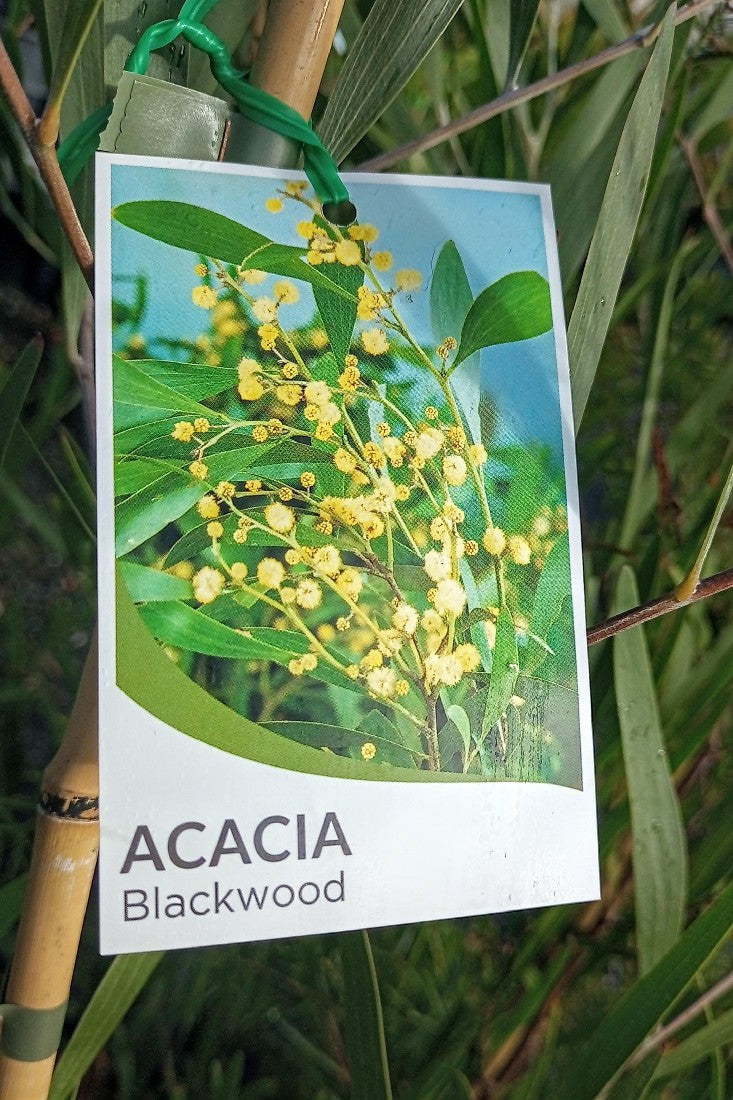 ACACIA MELANOXYLON 250MM