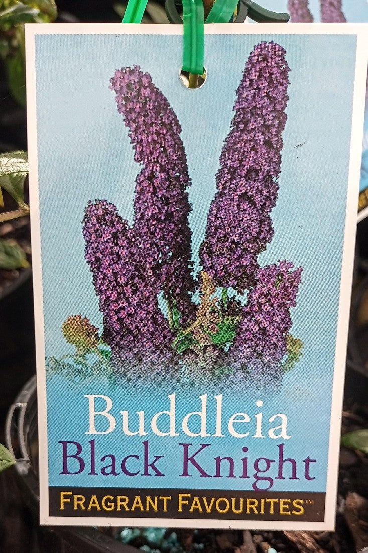 BUDDLEIA BLACK KNIGHT 140MM