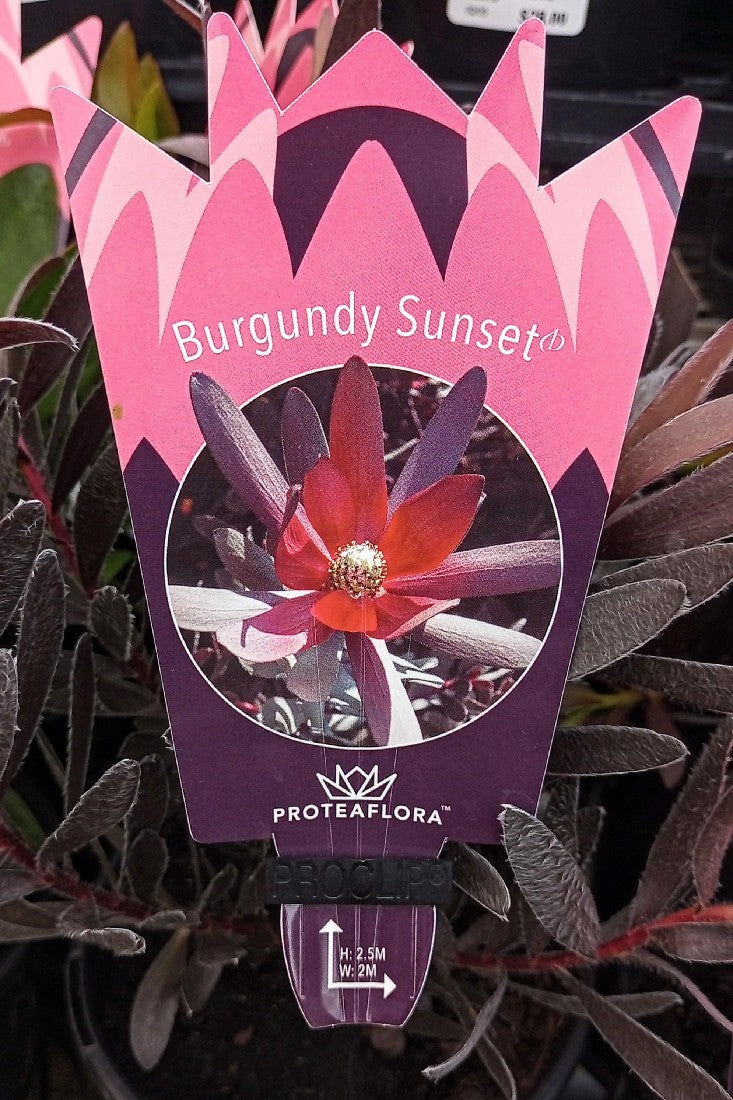 LEUCADENDRON BURGUNDY SUNSET 140MM