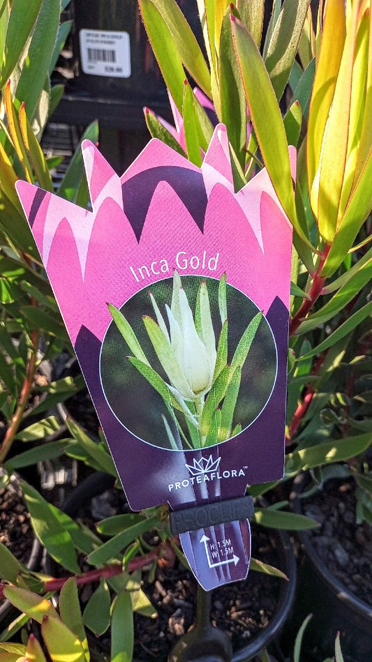 LEUCADENDRON INCA GOLD 140MM