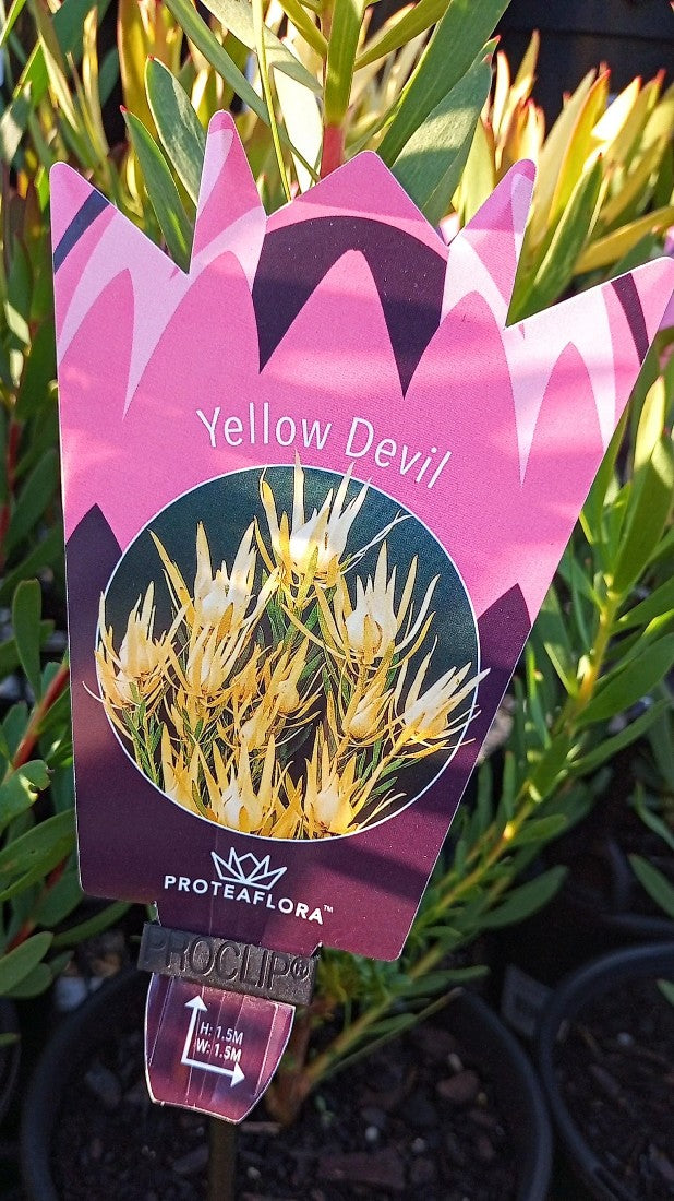 LEUCADENDRON YELLOW DEVIL 140MM