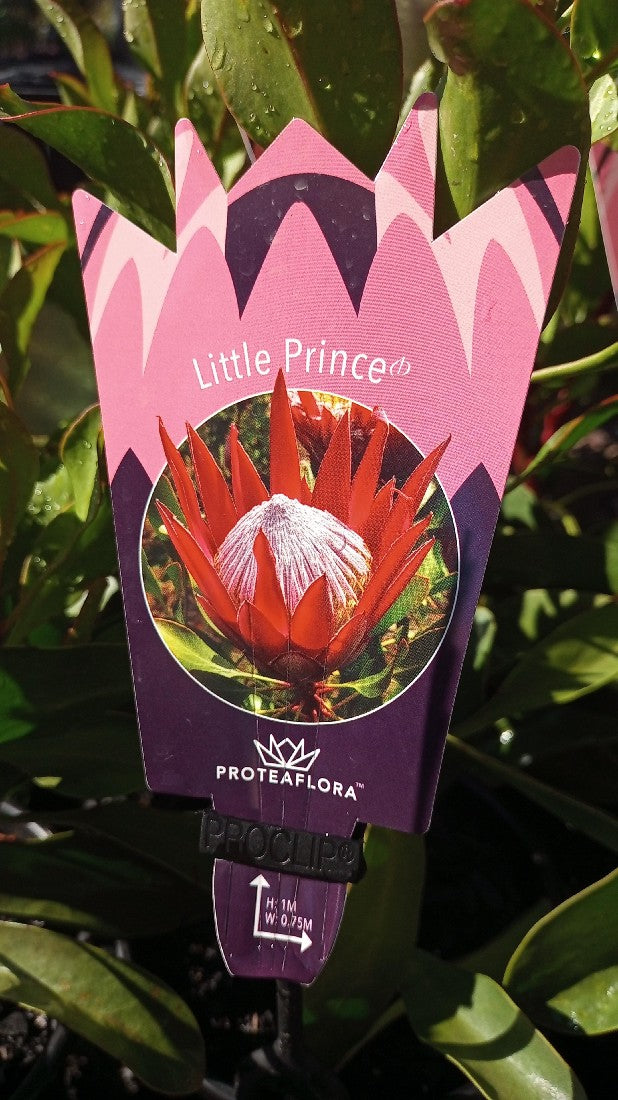 PROTEA LITTLE PRINCE 200MM