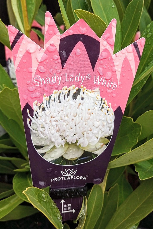 WARATAH SHADY LADY WHITE 140MM