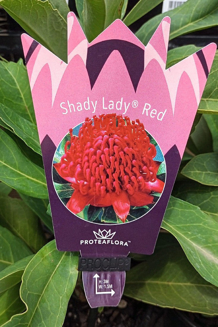 WARATAH SHADY LADY RED 140MM