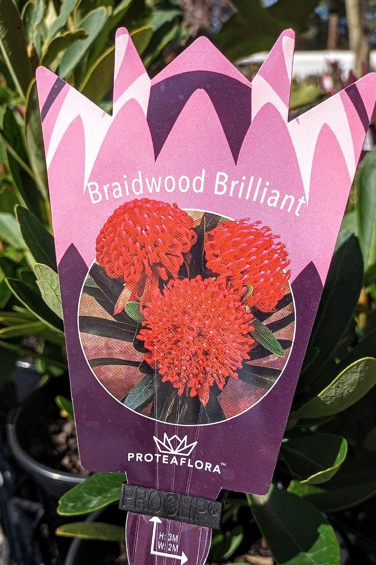 WARATAH BRAIDWOOD BRILLIANT 140MM