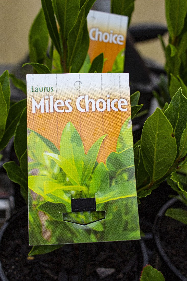 LAURUS NOBILIS MILES CHOICE BAY TREE 140MM