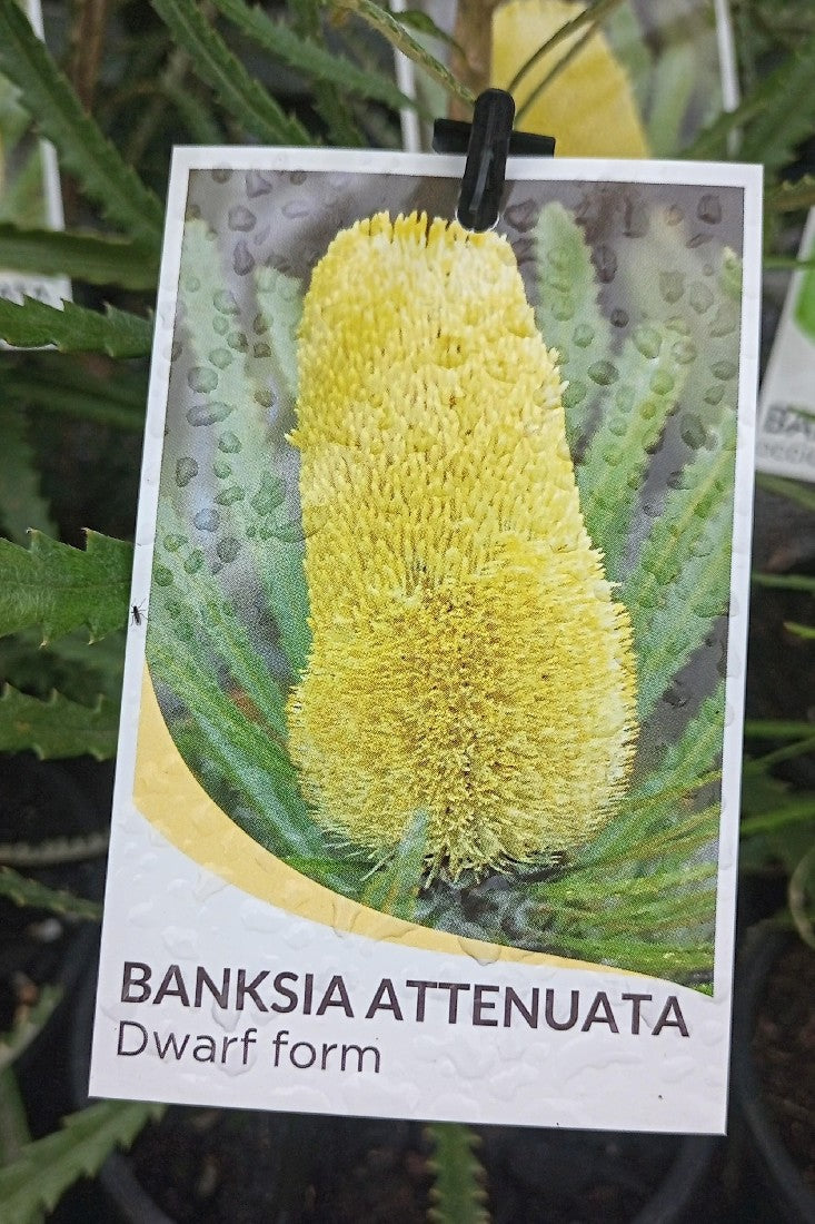 BANKSIA ATTENUATA DWARF 140MM