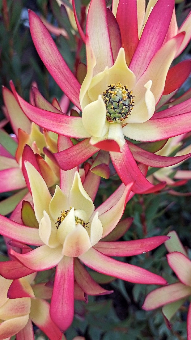 LEUCADENDRON AMY 140MM